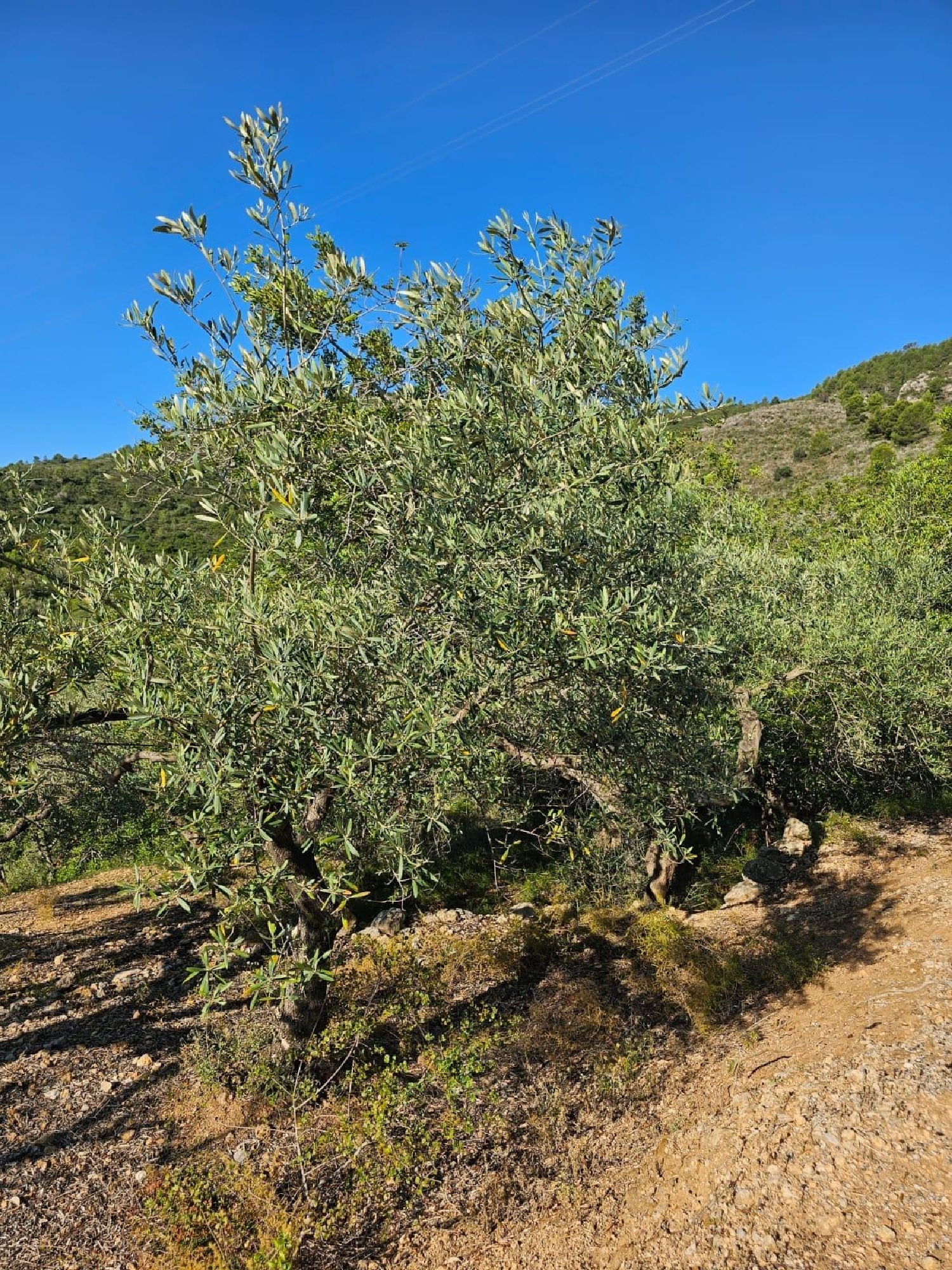  till salu tomt Sant Carles De La Ràpita Montsià 8