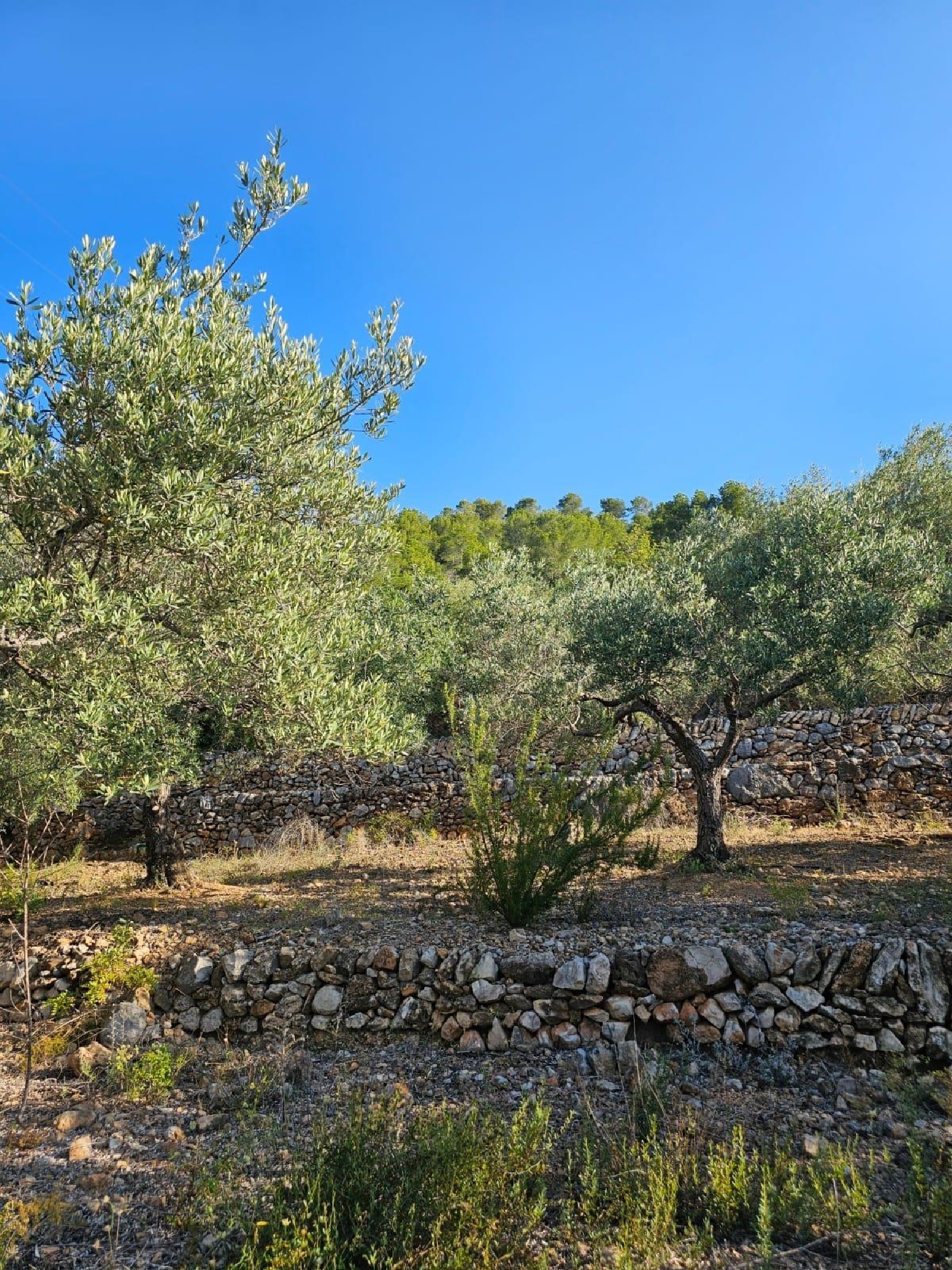 till salu tomt Sant Carles De La Ràpita Montsià 3