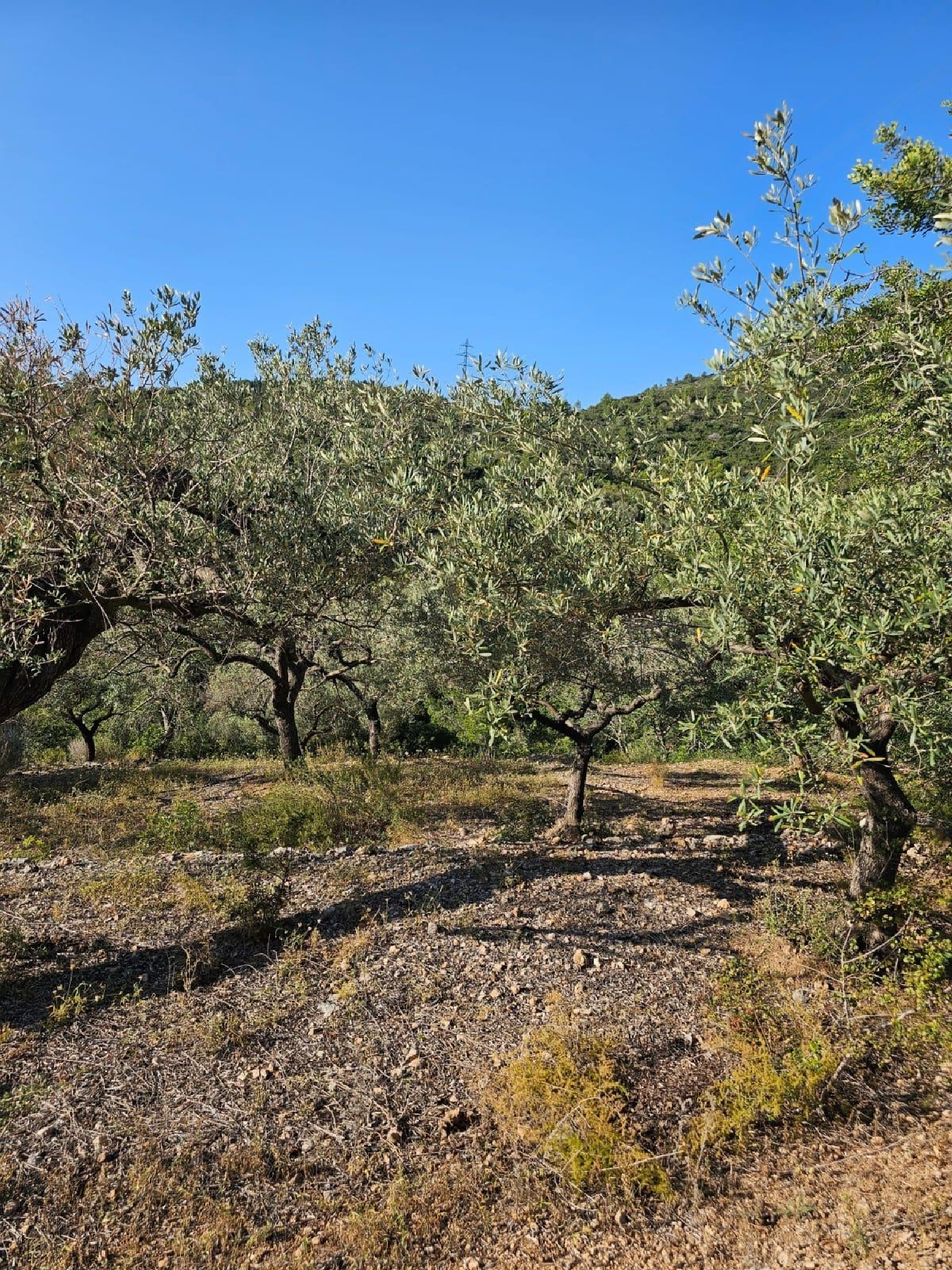  till salu tomt Sant Carles De La Ràpita Montsià 4