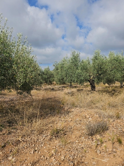 Sant Carles De La Ràpita Montsià tomt foto 6241040