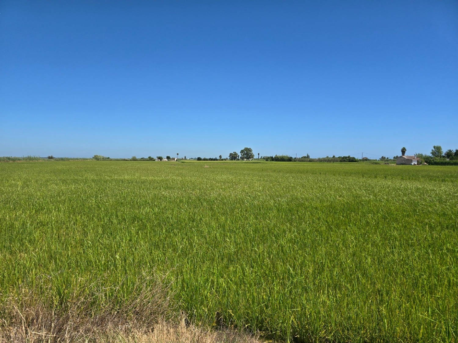  for sale plot Sant Carles De La Ràpita Montsià 2