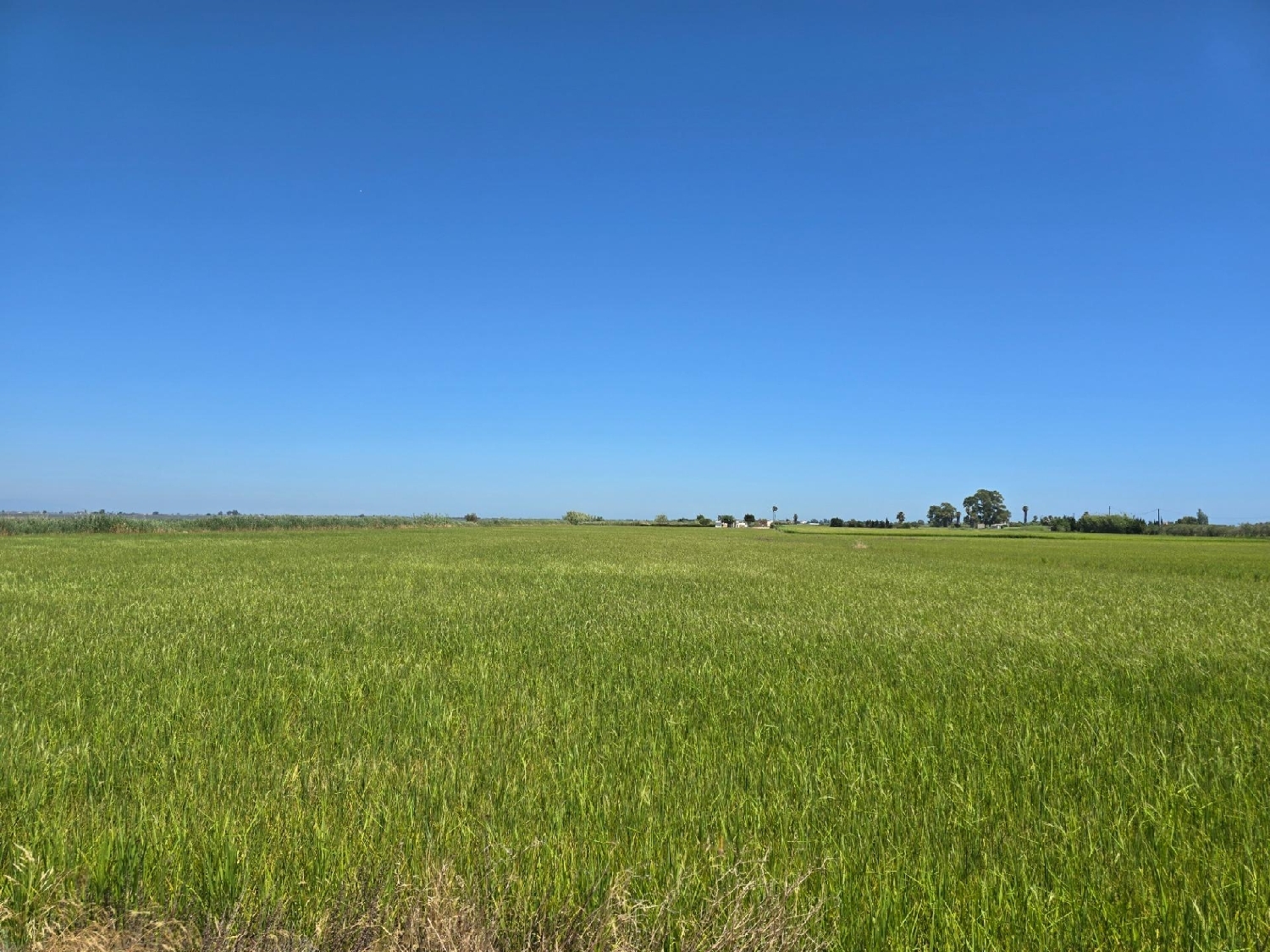  for sale plot Sant Carles De La Ràpita Montsià 3