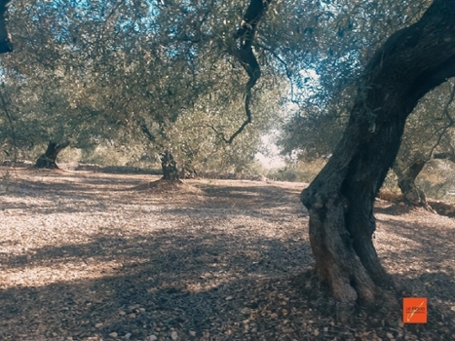 Sant Carles De La Ràpita Montsià tomt foto 6263606