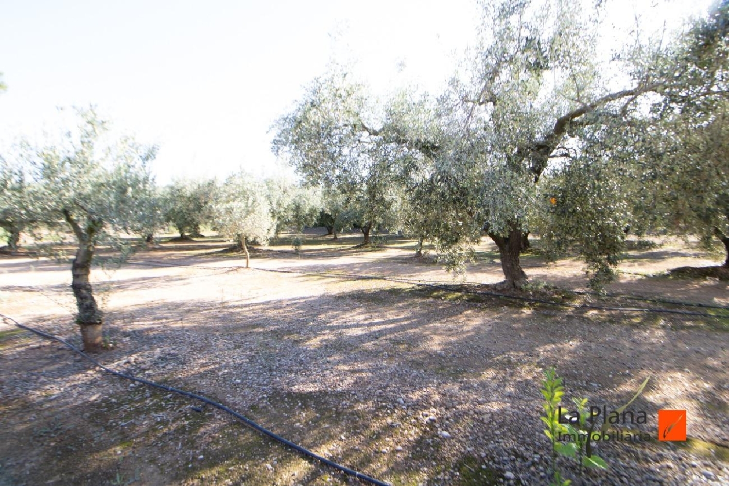  till salu tomt Santa Bàrbara Montsià 6