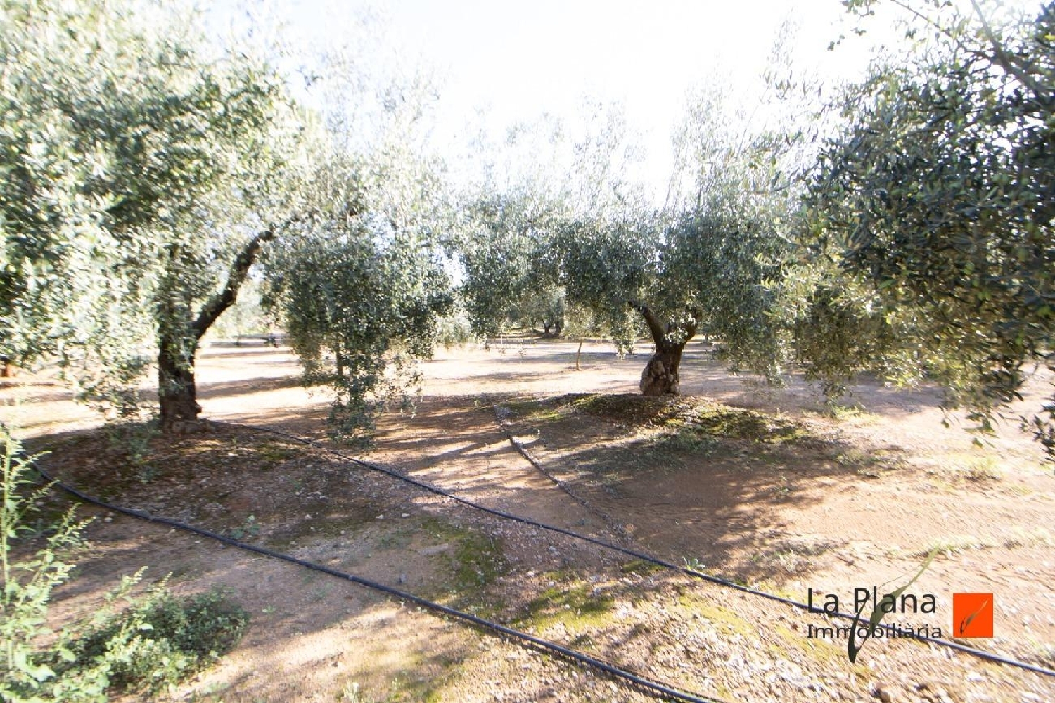  till salu tomt Santa Bàrbara Montsià 5