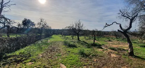Santa Margalida Nord tomt foto 6165653