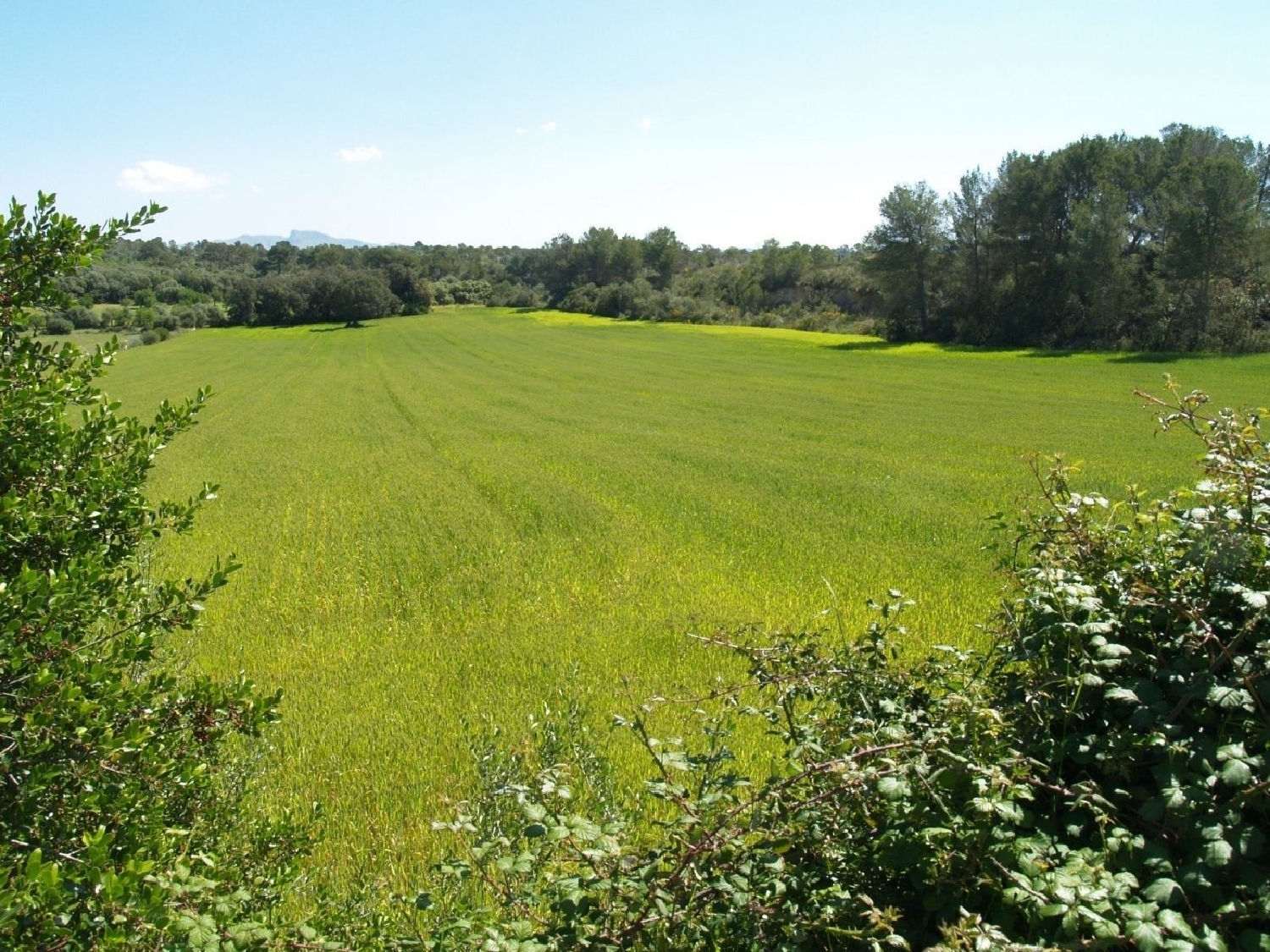  till salu tomt Santa Margalida Nord 4