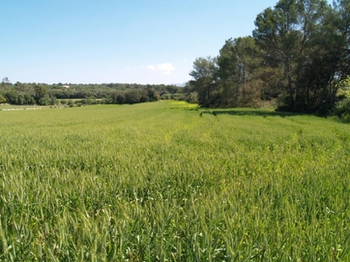Santa Margalida Nord tomt foto 6241916