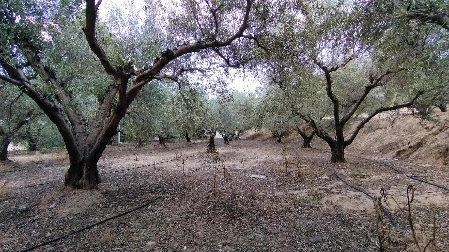 till salu tomt Cuesta Blanca De Arriba Campo De Cartagena 3