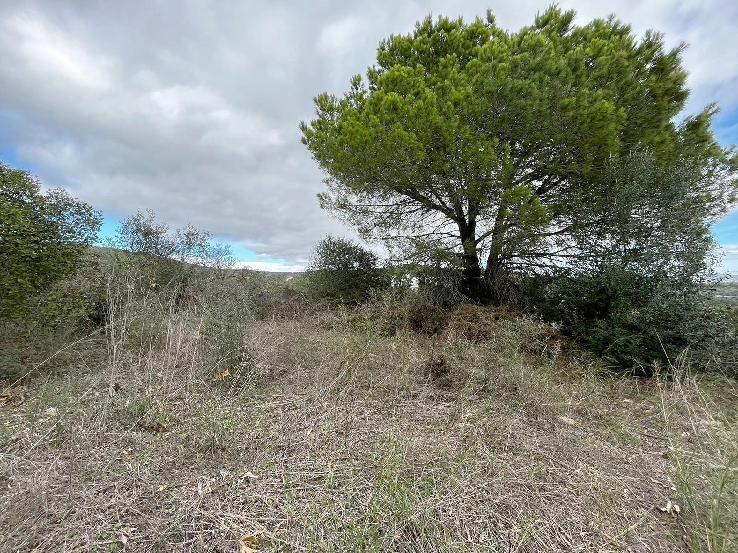 till salu tomt Sotogrande Campo De Gibraltar 3