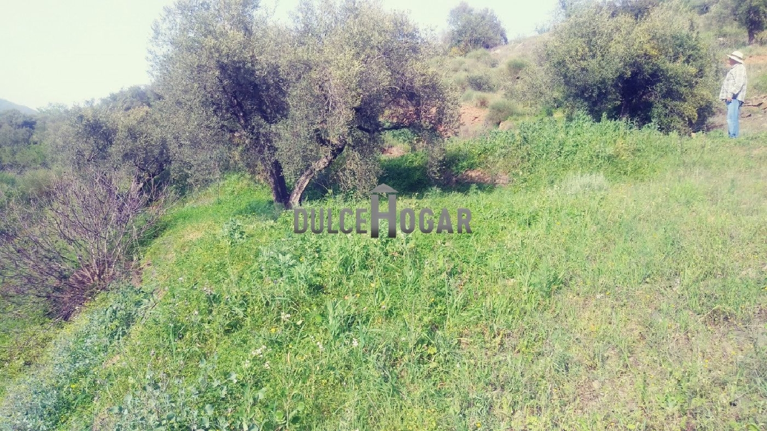  for sale plot Totalán Axarquía 8