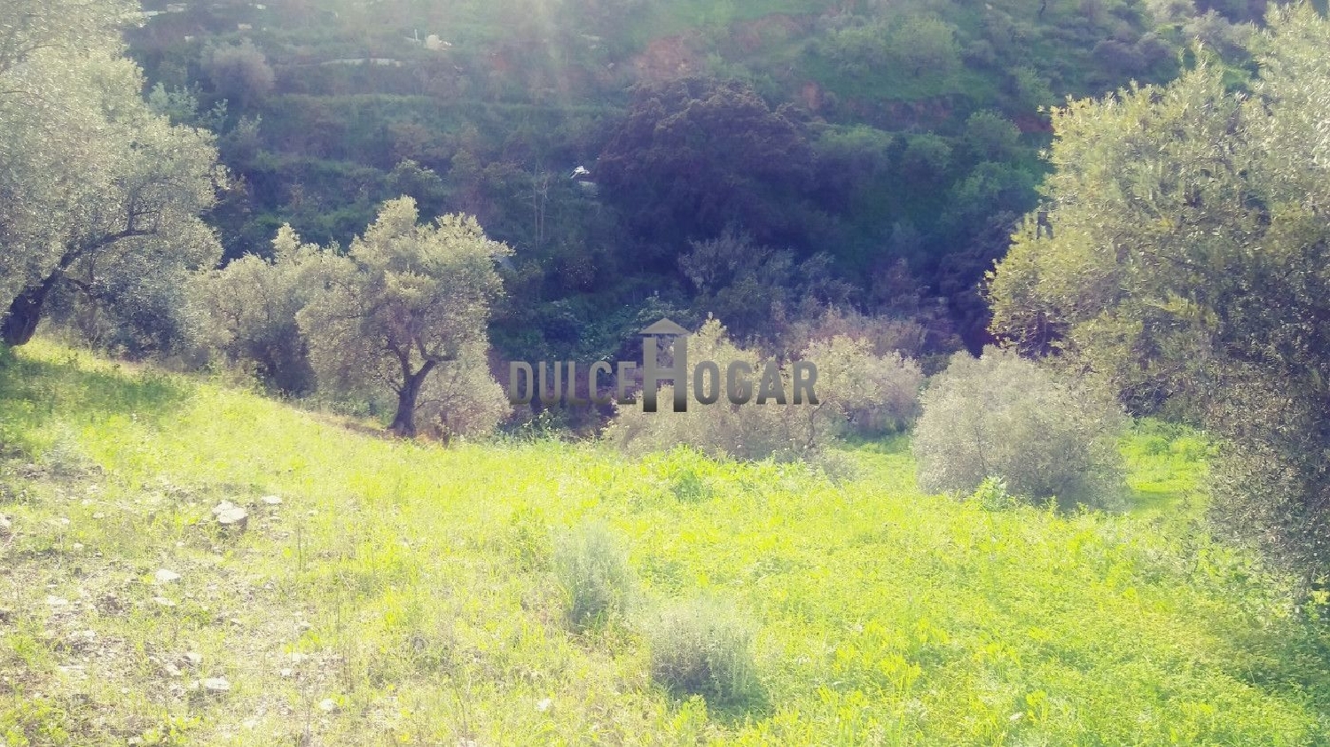  for sale plot Totalán Axarquía 5
