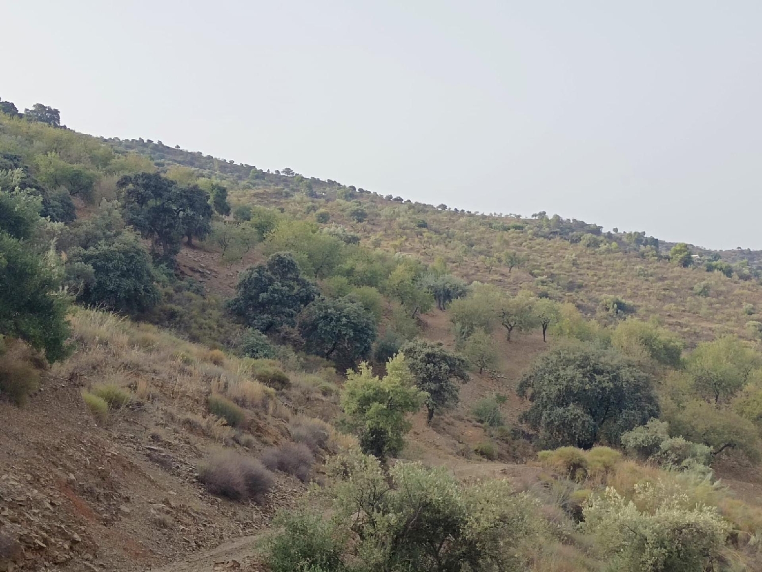 for sale plot Olias Málaga-Costa Del Sol 3
