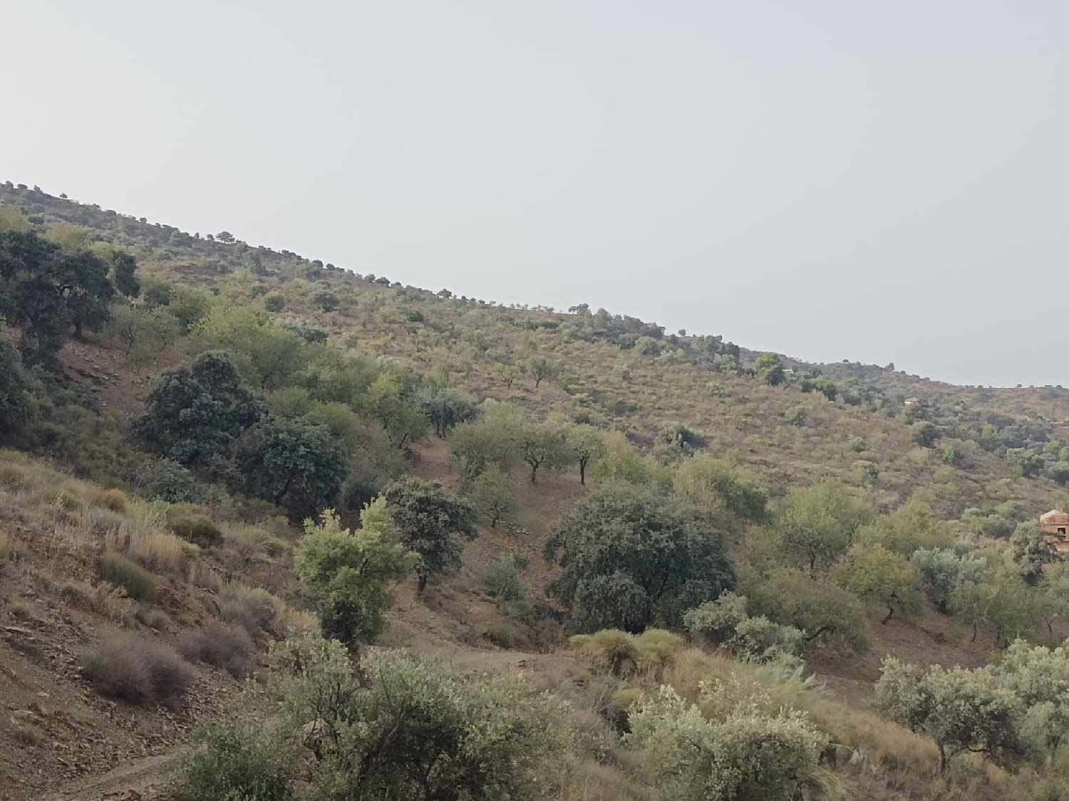  for sale plot Olias Málaga-Costa Del Sol 6