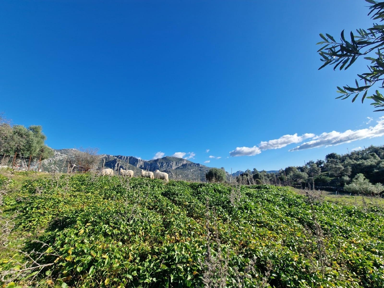 till salu tomt Ubrique Sierra De Cádiz 3