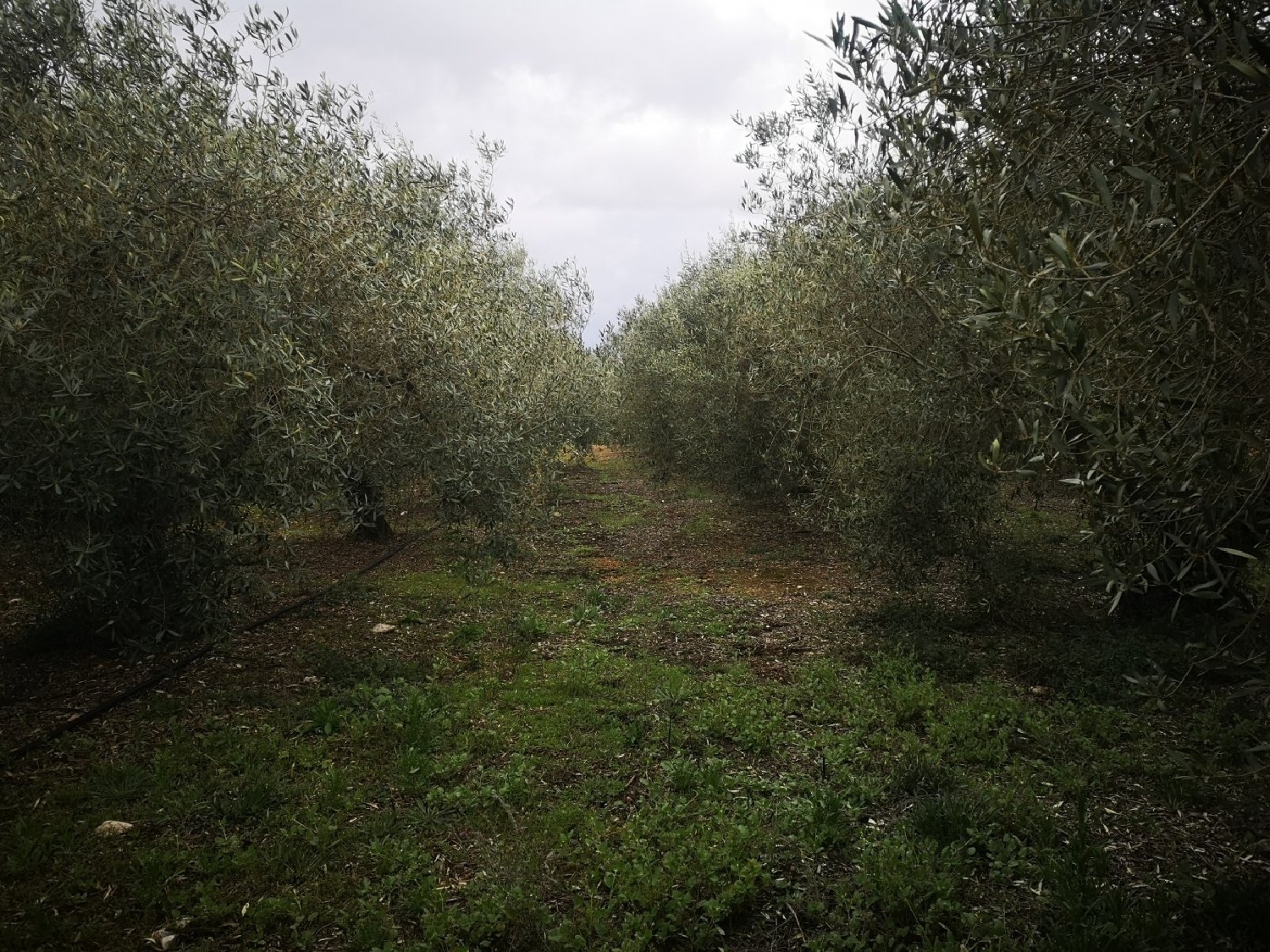  till salu tomt Ulldecona Montsià 8