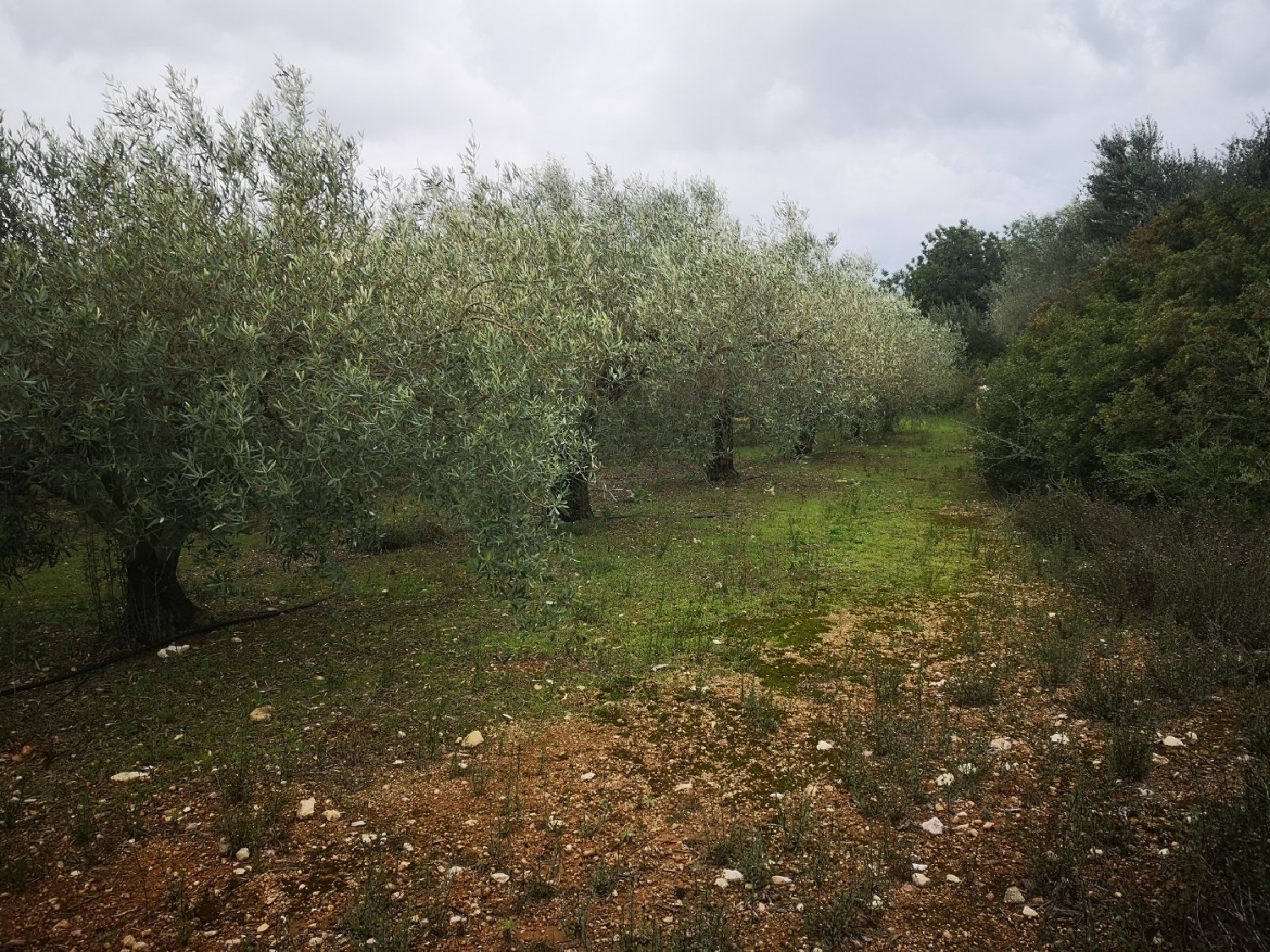  till salu tomt Ulldecona Montsià 6