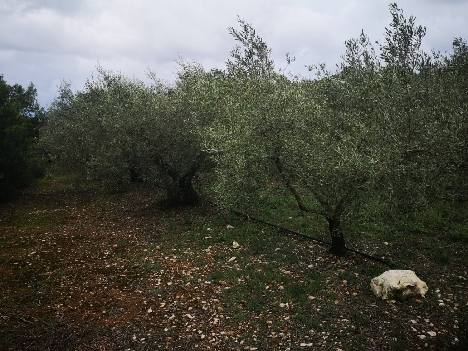 till salu tomt Ulldecona Montsià 2