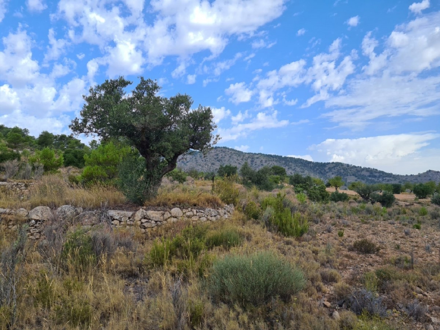  till salu tomt Urbanización Benimar Baix Segura 6
