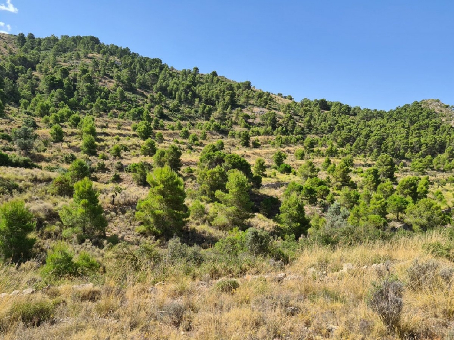  till salu tomt Vallegrande Oeste Alacantí 5