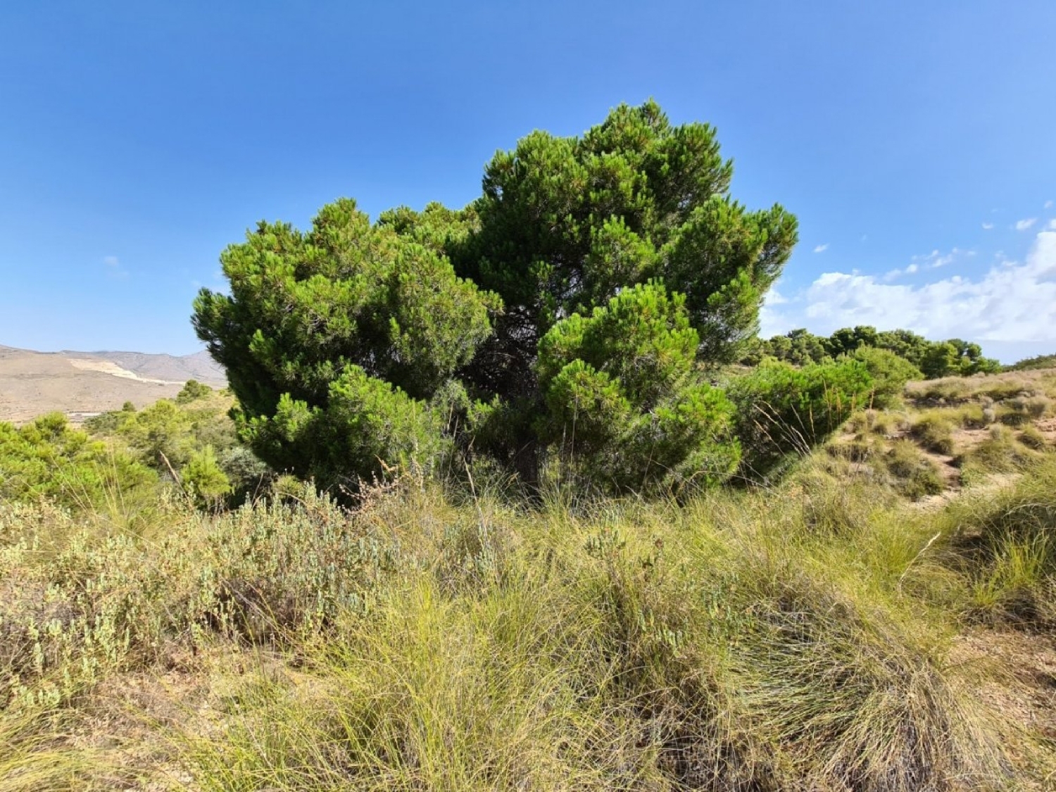  till salu tomt Vallegrande Oeste Alacantí 4