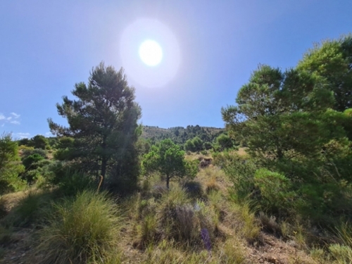 Vallegrande Oeste Alacantí tomt foto 6256307