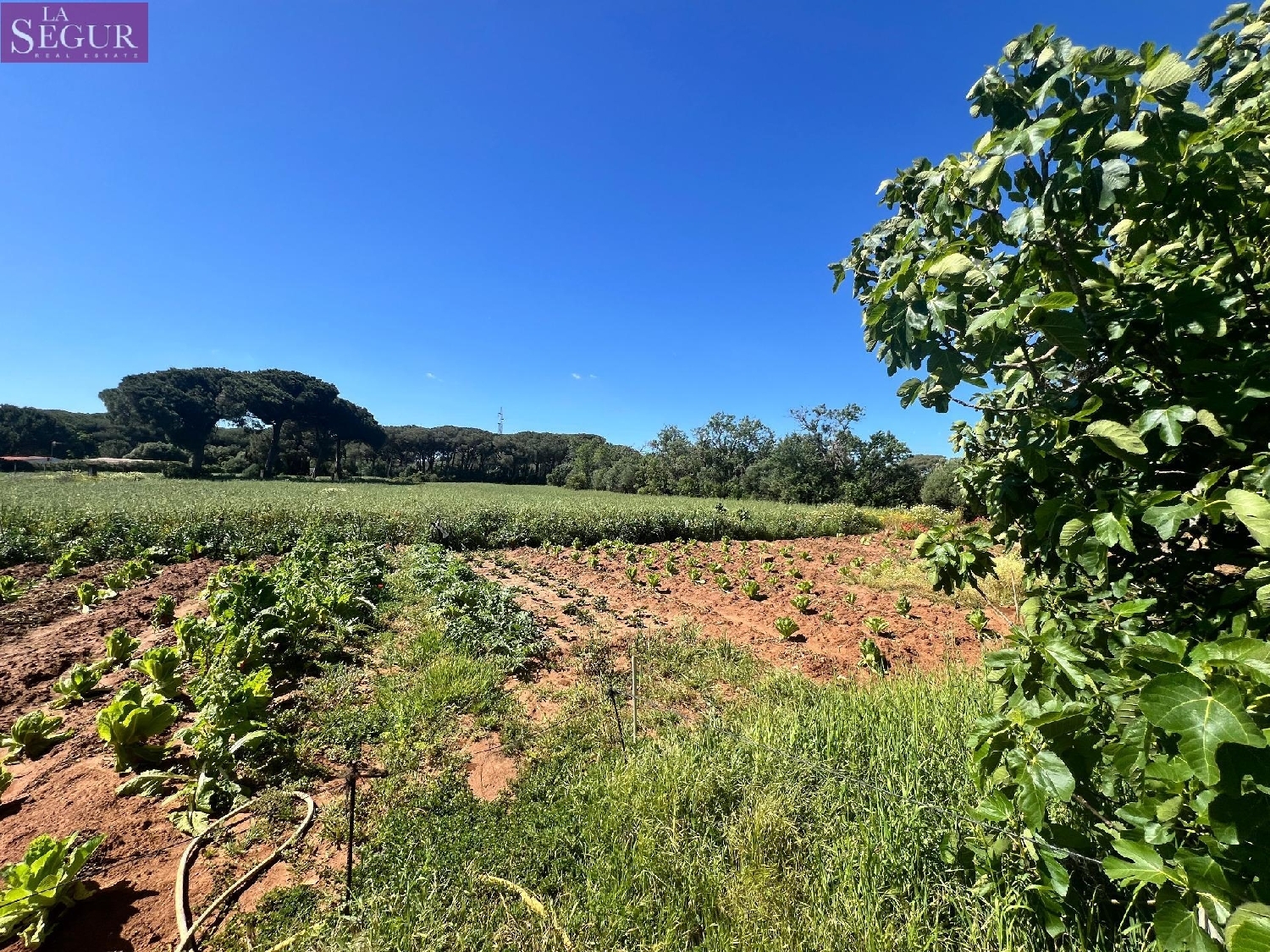 till salu tomt Vejer De La Frontera Janda (La) 2
