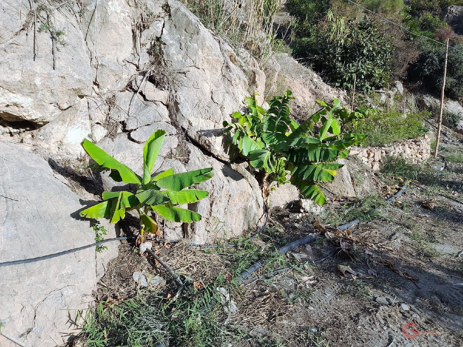  till salu tomt Vélez De Benaudalla Costa Tropical 1