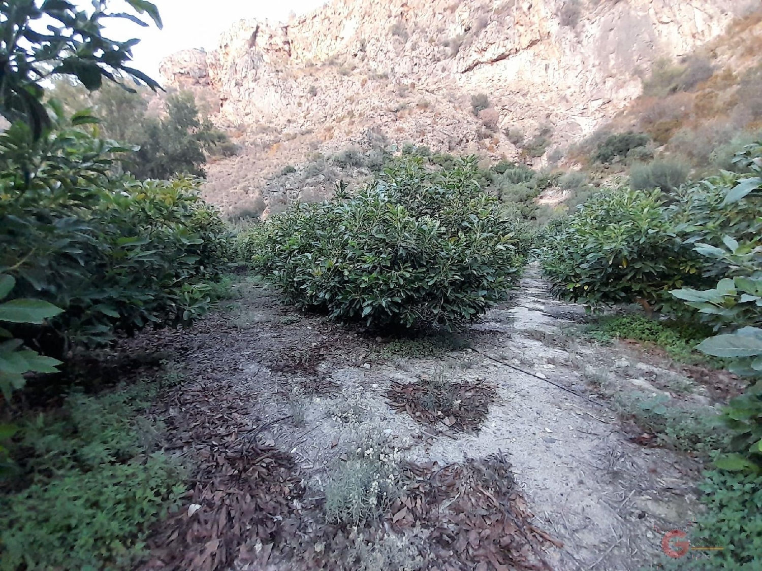  till salu tomt Vélez De Benaudalla Costa Tropical 5