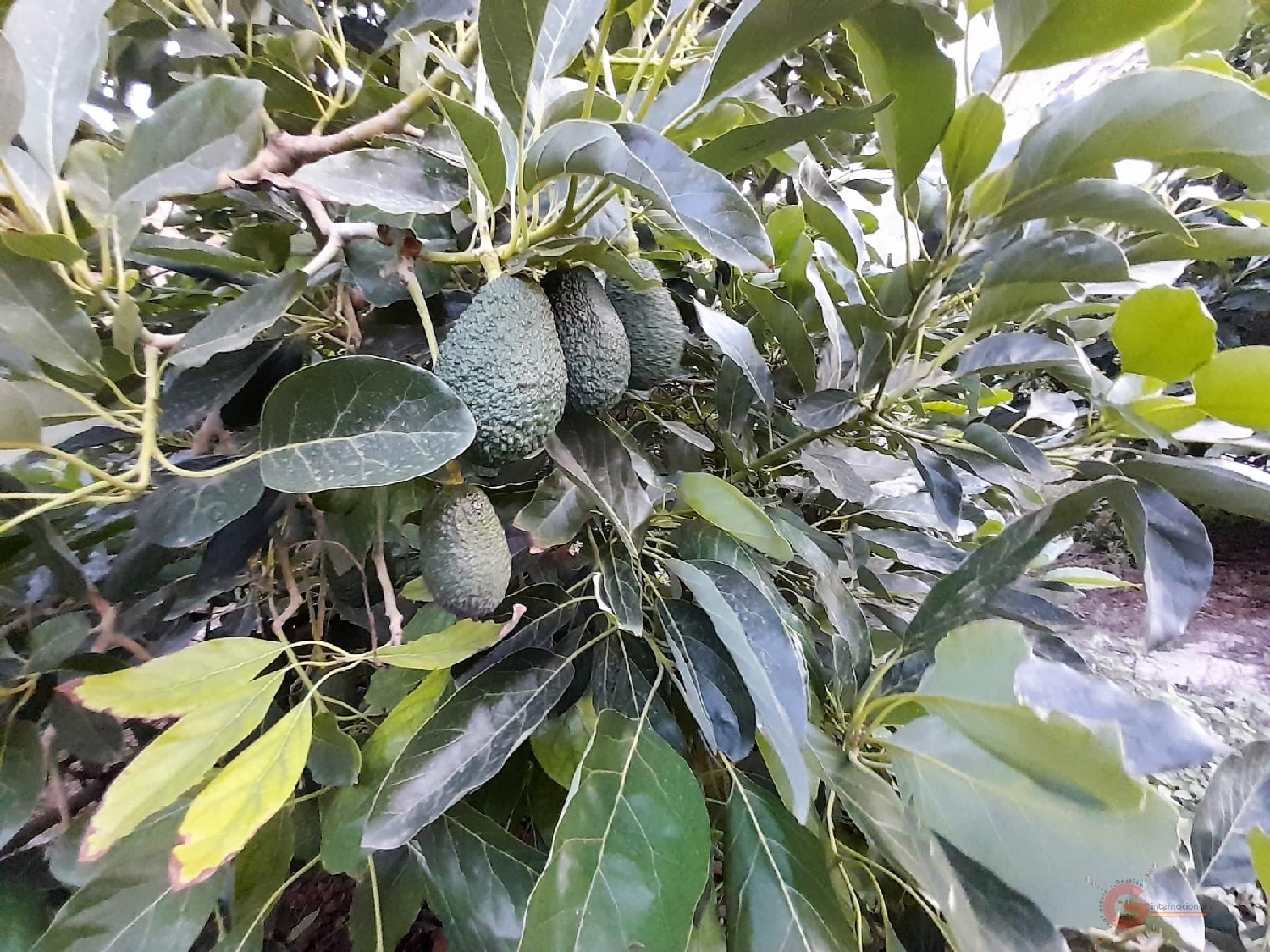  till salu tomt Vélez De Benaudalla Costa Tropical 1