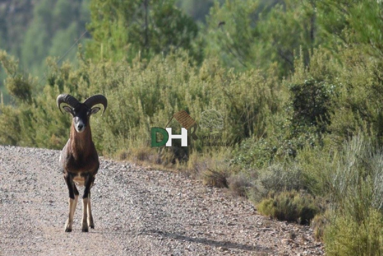  till salu tomt Verdelpino De Cuenca Serranía Media 1