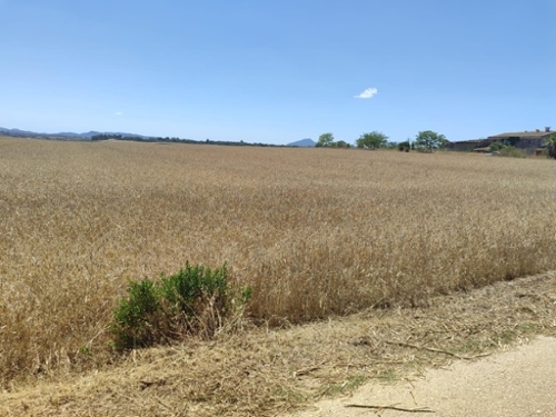 Vilafranca De Bonany Pla (Es) tomt foto 6255463