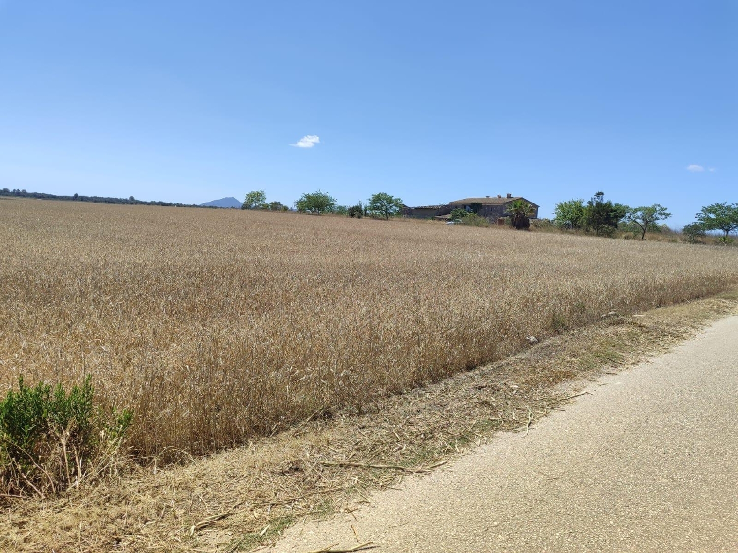 for sale plot Vilafranca De Bonany Pla (Es) 3