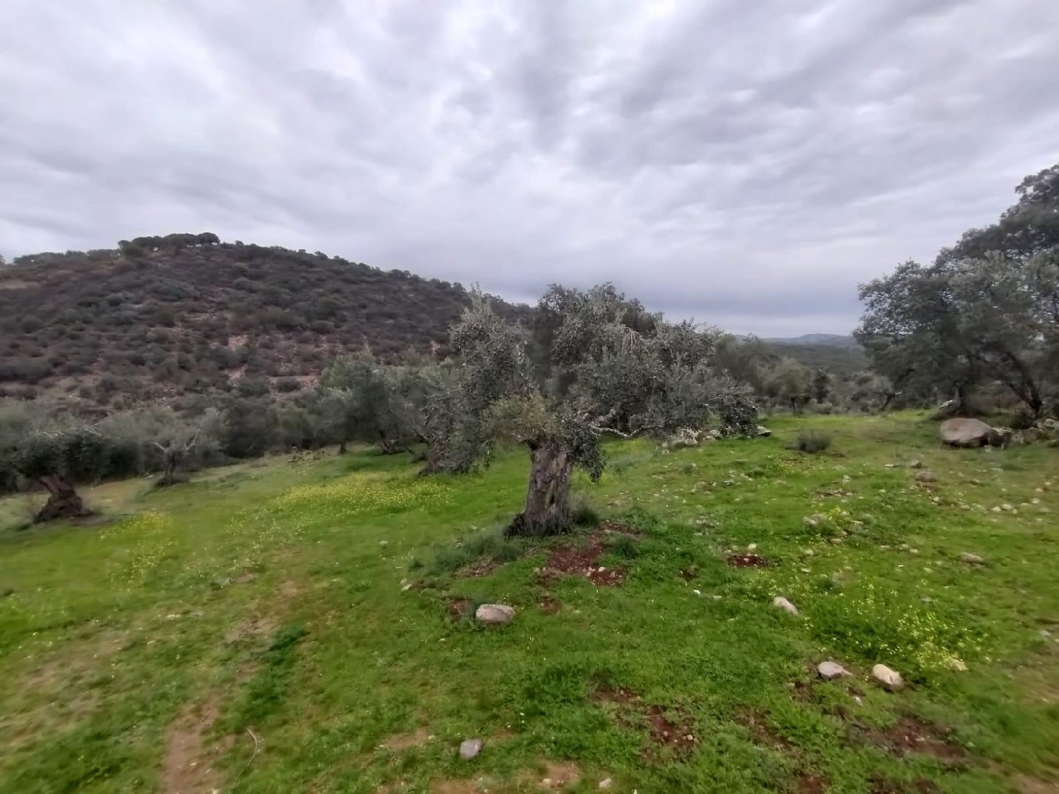  till salu tomt Villanueva Del Rey Valle Del Guadiato 4