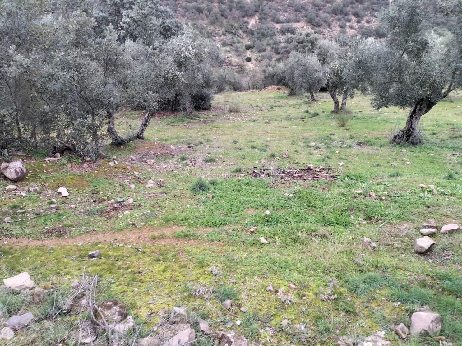  till salu tomt Villanueva Del Rey Valle Del Guadiato 7
