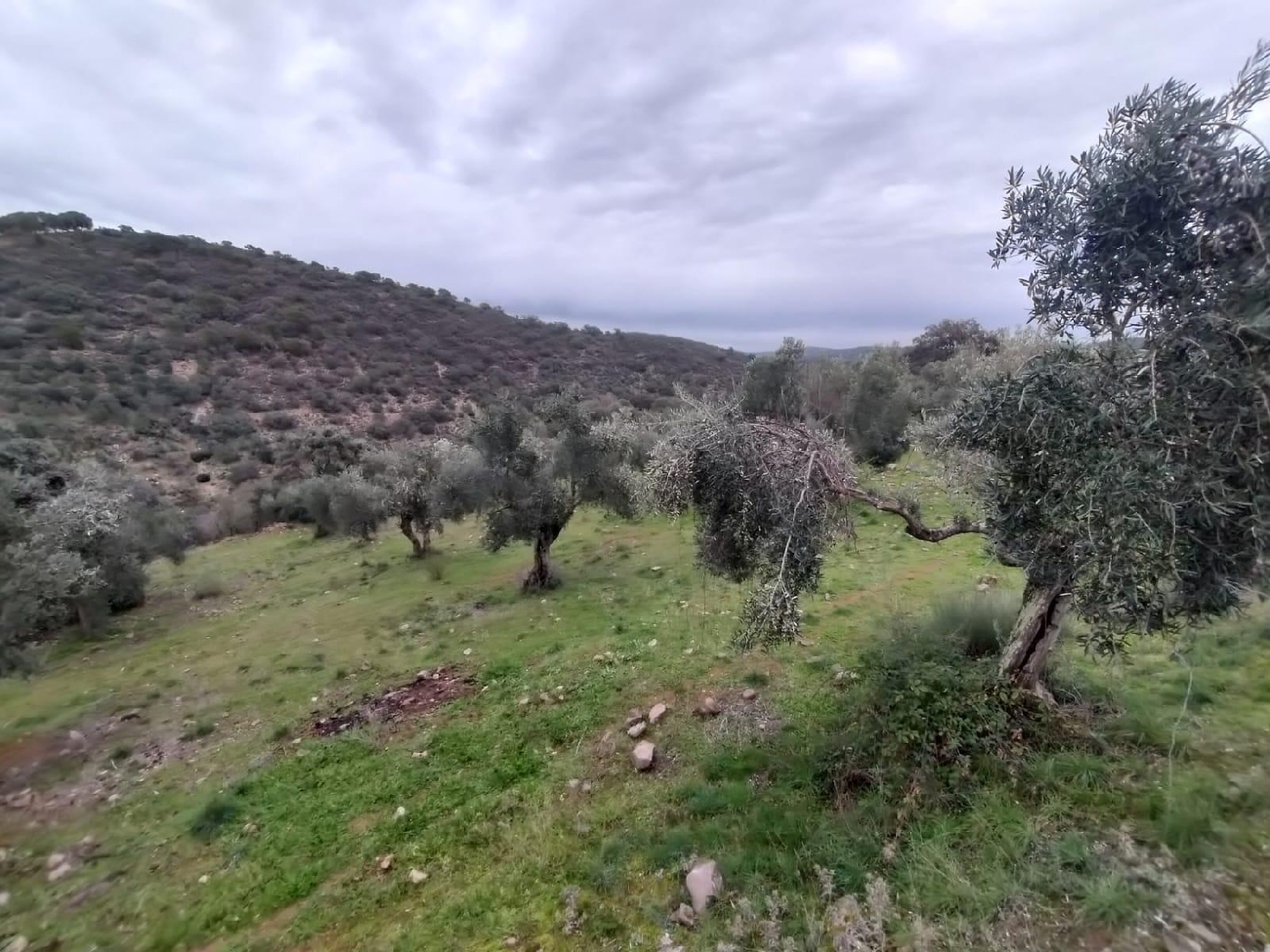  till salu tomt Villanueva Del Rey Valle Del Guadiato 5