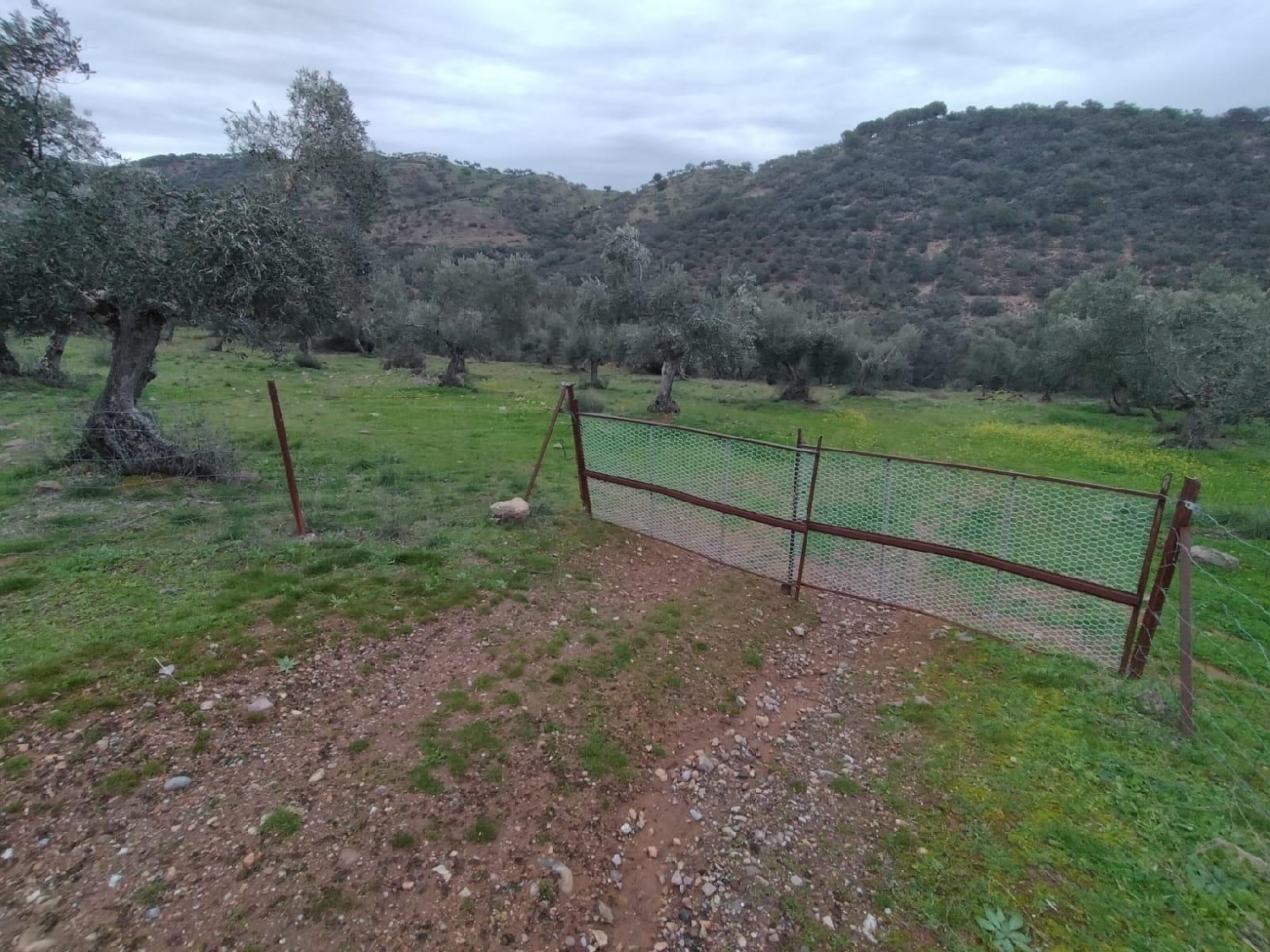 till salu tomt Villanueva Del Rey Valle Del Guadiato 2