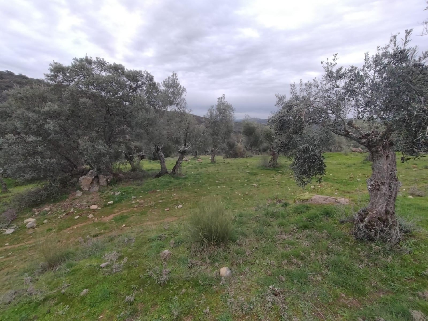  till salu tomt Villanueva Del Rey Valle Del Guadiato 1