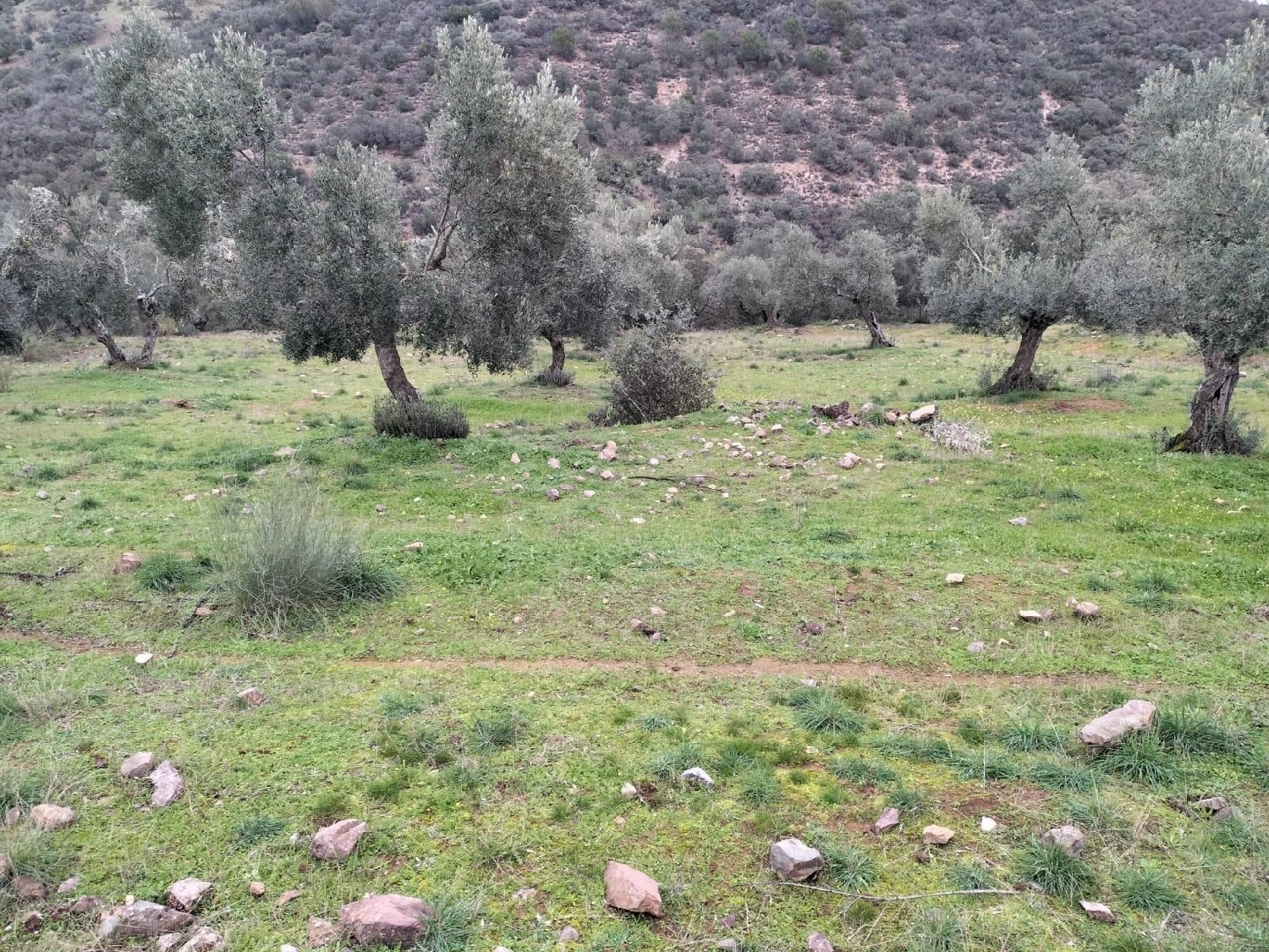  till salu tomt Villanueva Del Rey Valle Del Guadiato 6