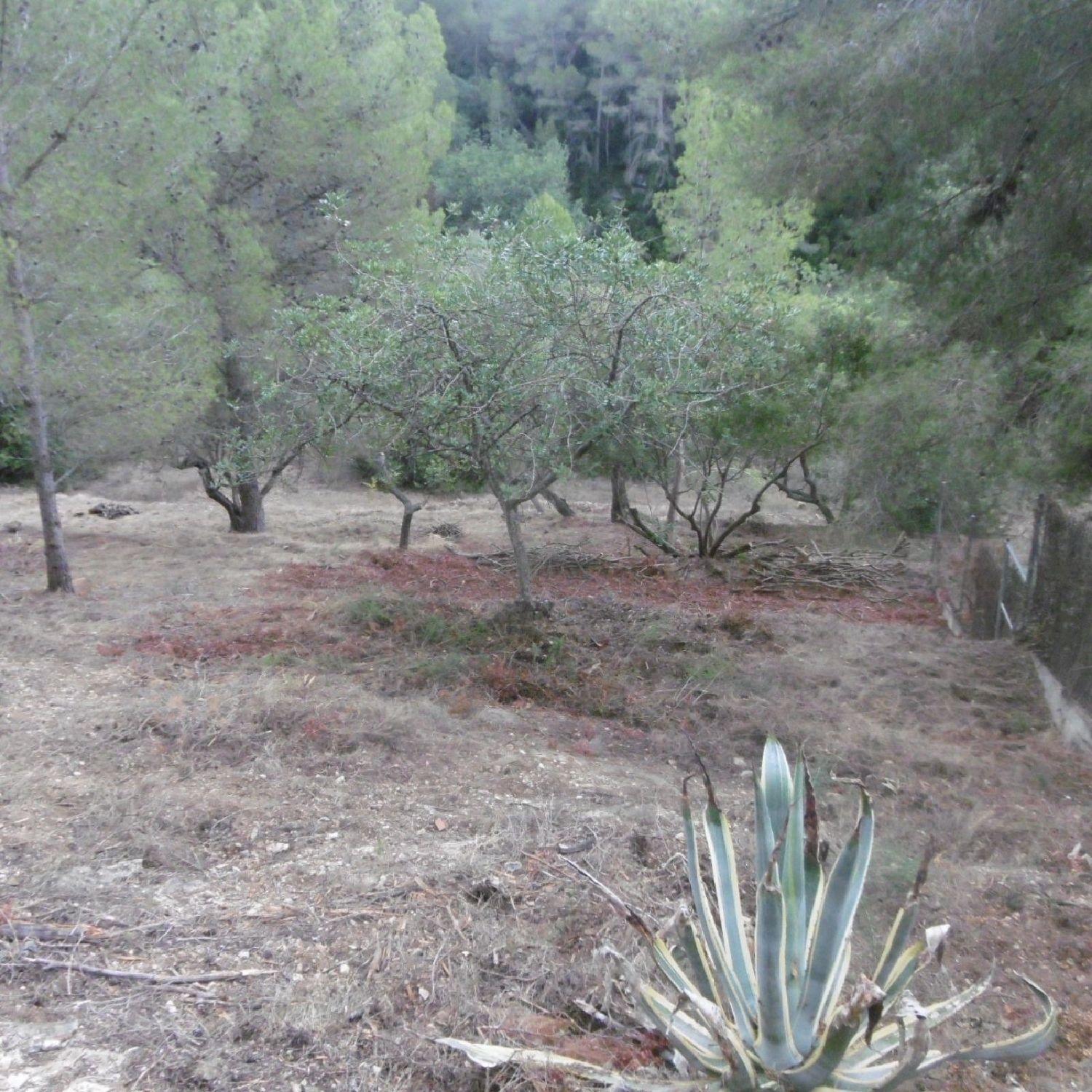 till salu tomt Vinallop Baix Ebre 3