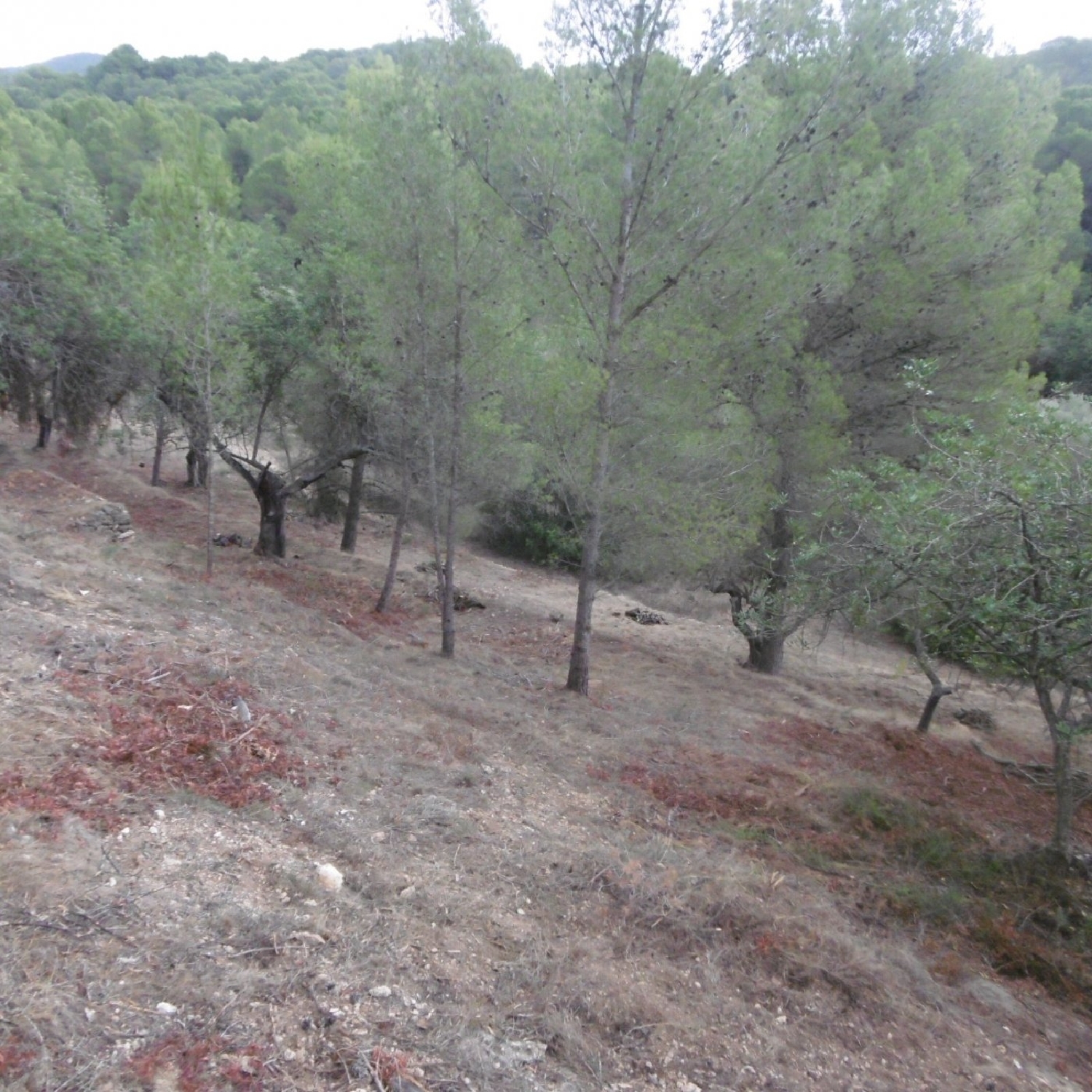  till salu tomt Vinallop Baix Ebre 4