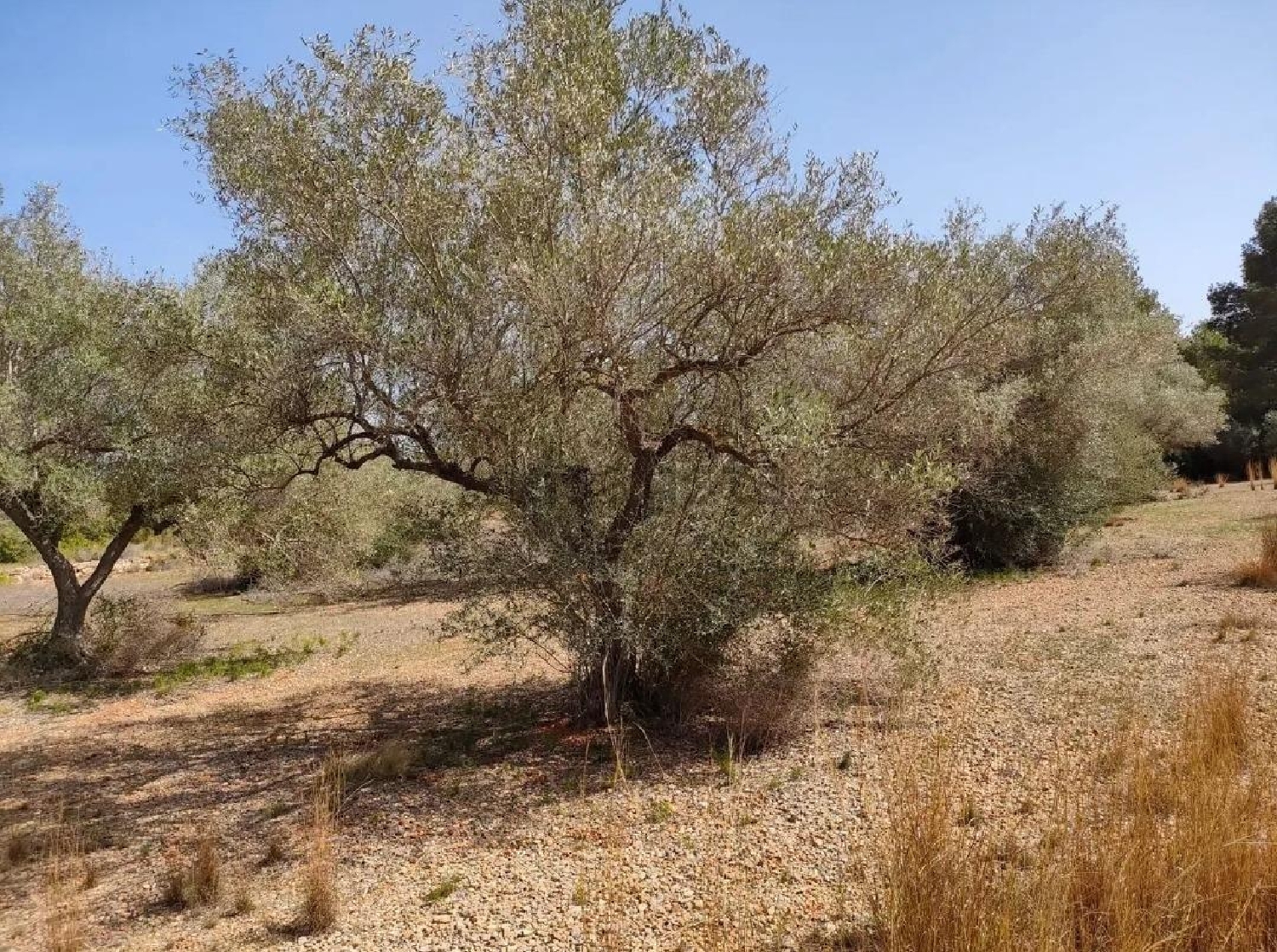  till salu tomt Vinaros Baix Maestrat 6