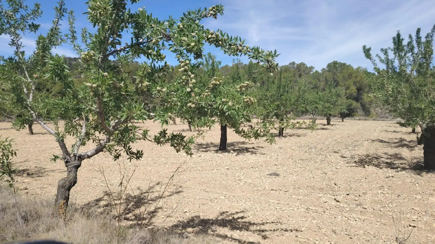  for sale plot Xinorlet Vinalopó Mitjà 1