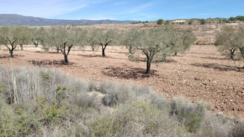 Xinorlet Vinalopó Mitjà tomt foto 6226869