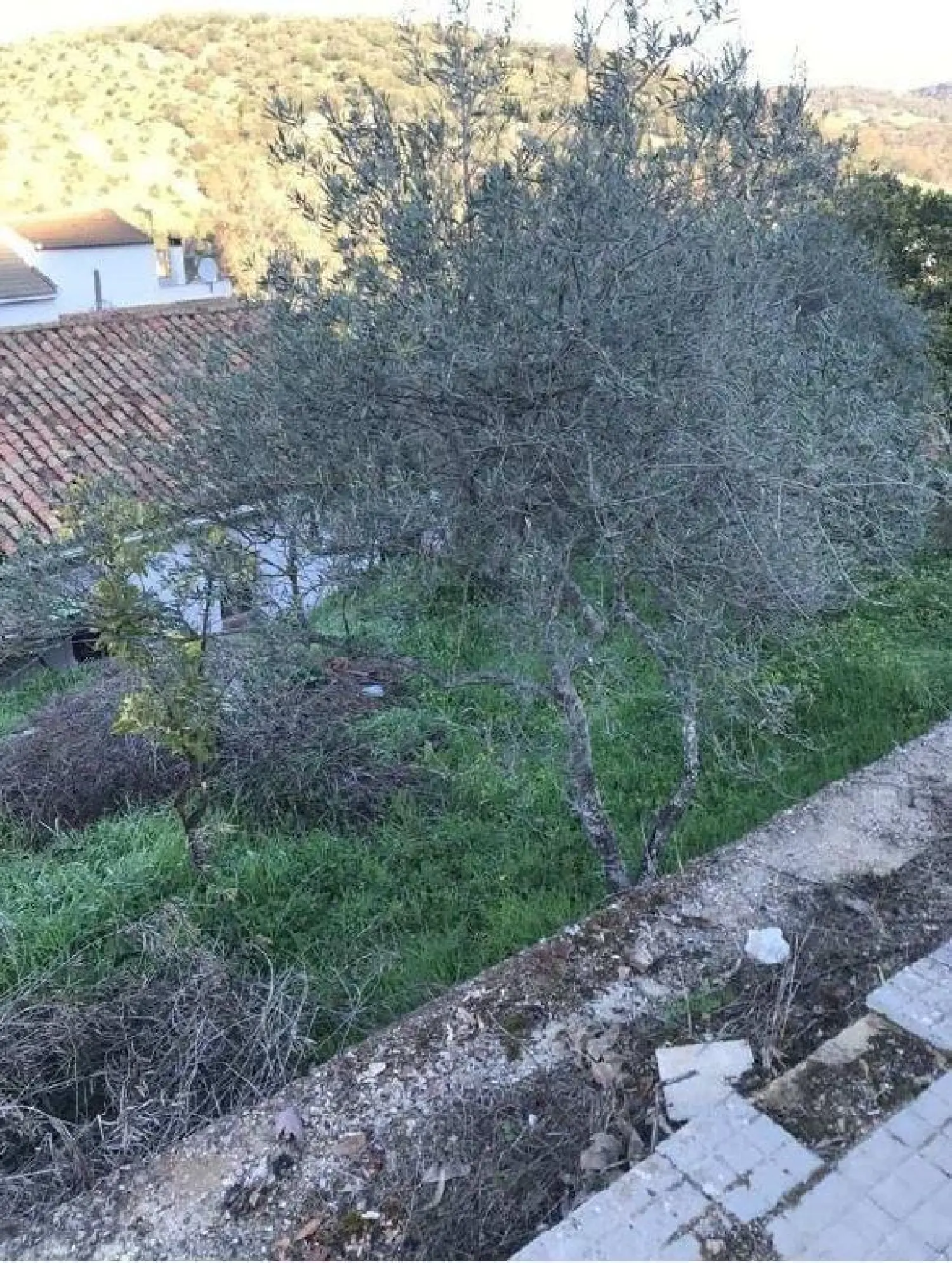  till salu lokal Bornos Sierra De Cádiz 1