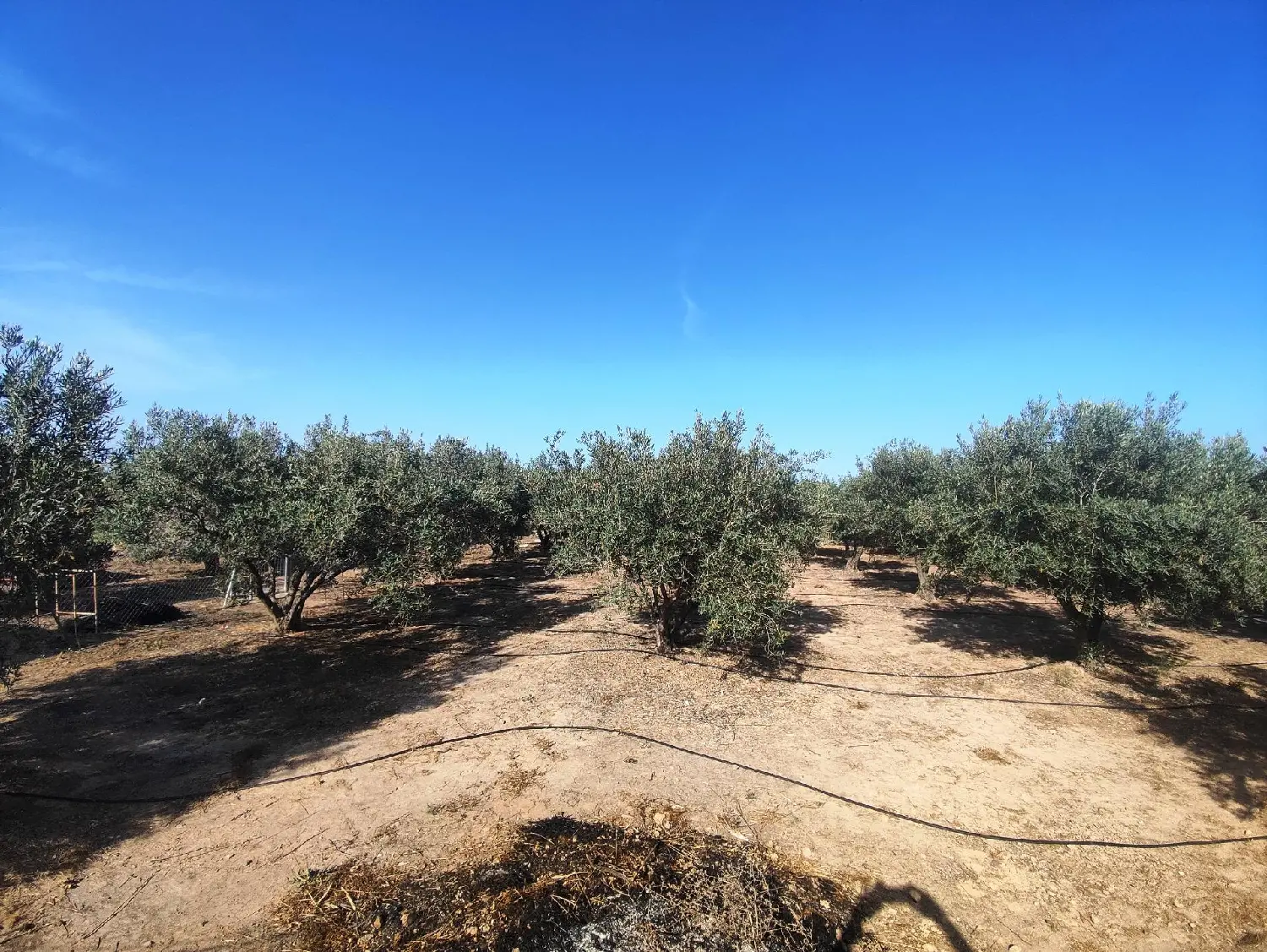  en venta local Crevillent Baix Vinalopó 1