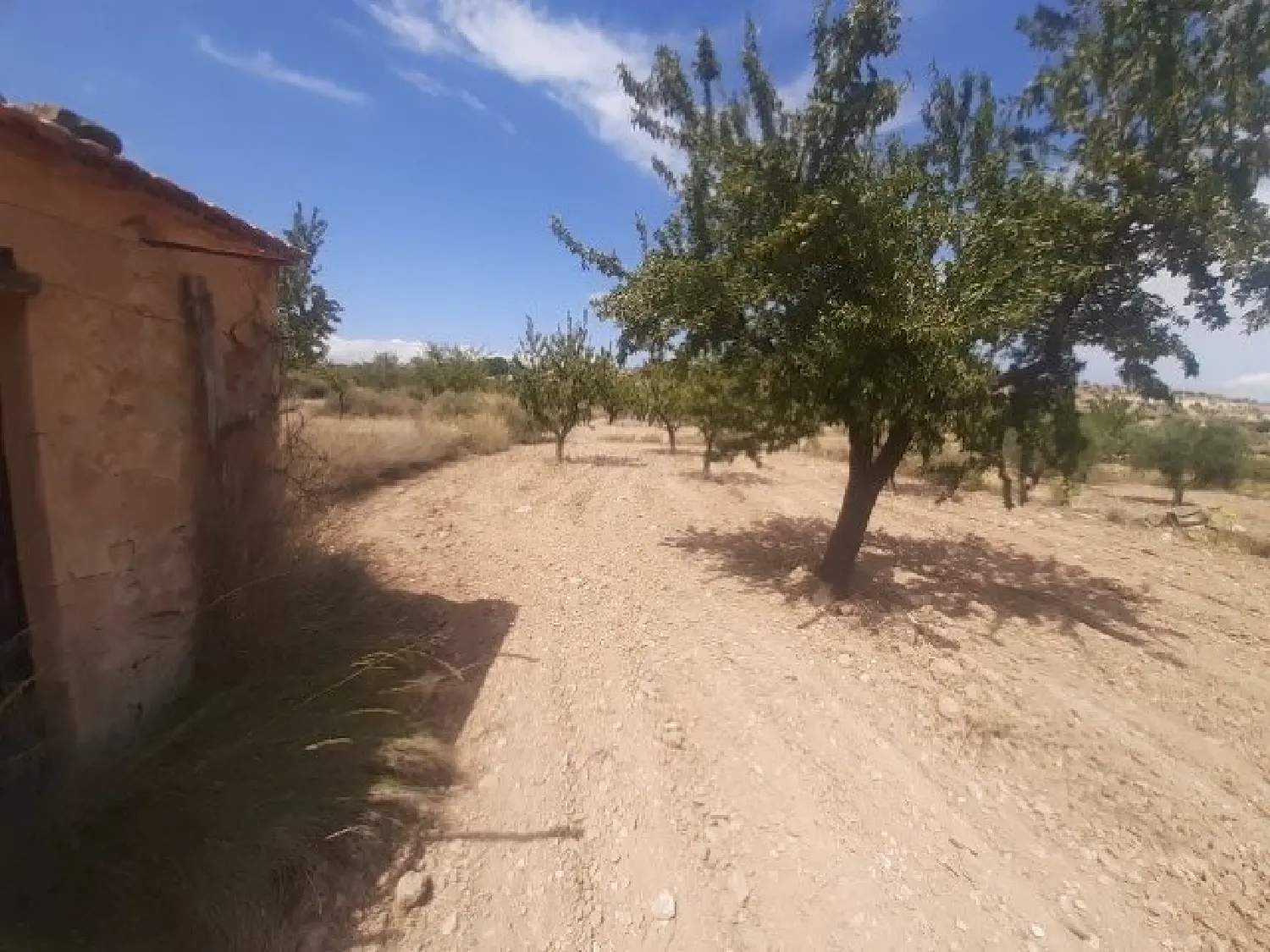 till salu lokal El Raiguero Baix Segura 2