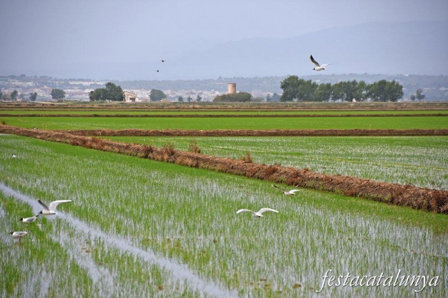  till salu lokal Riumar Baix Ebre 2