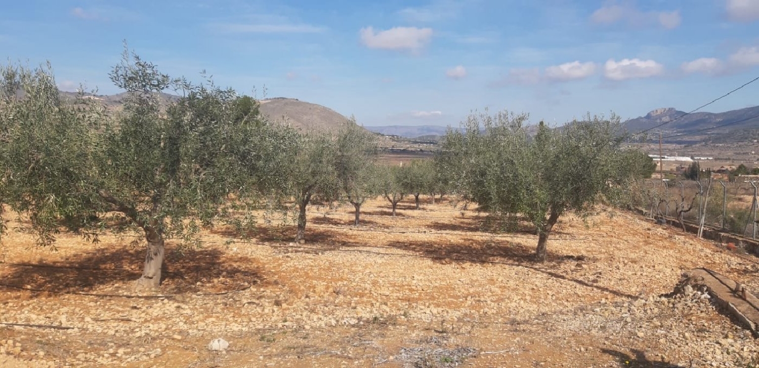  till salu villa Algayat Vinalopó Mitjà 7