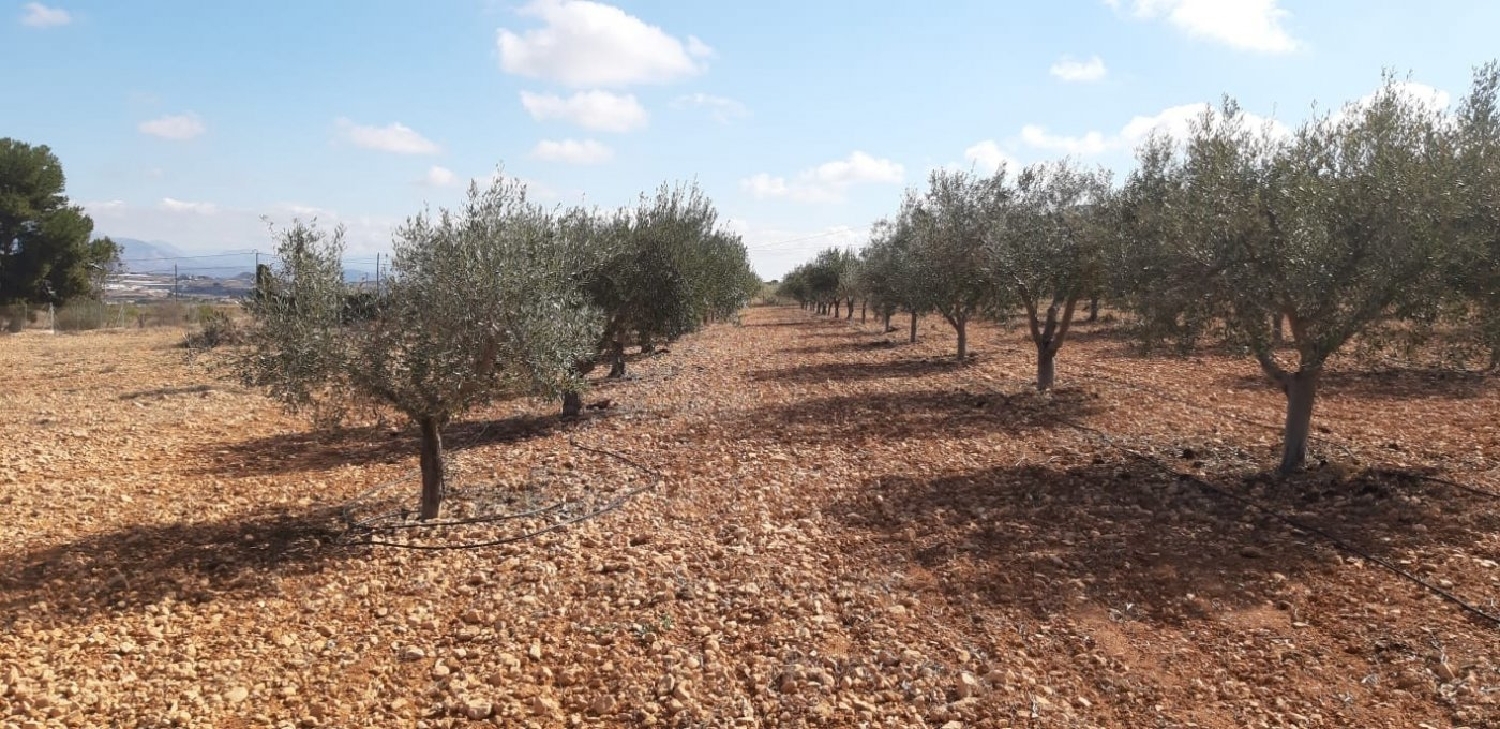 till salu villa Algayat Vinalopó Mitjà 3